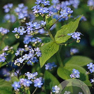 Brunnera macrophylla GM P9