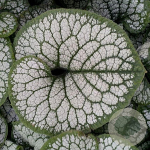 Brunnera macr. 'Sea Heart' GM P9