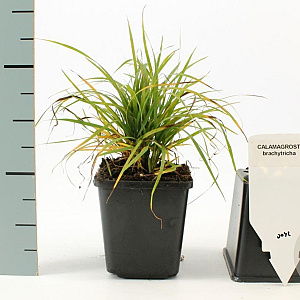 Calamagrostis brachytricha GM P9