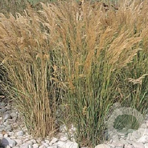 Calamagrostis brachytricha GM P9