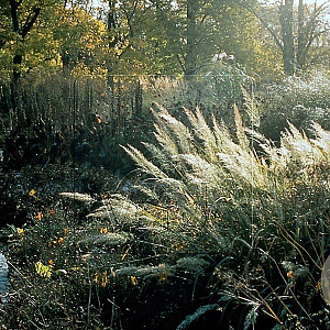 Calamagrostis brachytricha GM P9