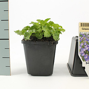 Campanula carpatica GM P9