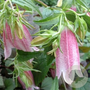 Campanula 'Elizabeth' GM P9