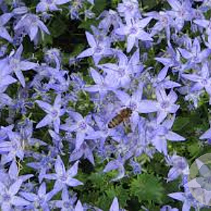 Campanula garganica GM P9