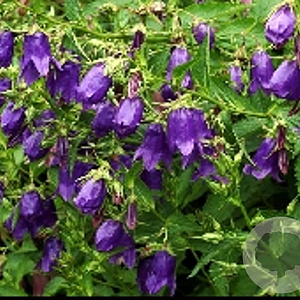 Campanula 'Kent Belle' GM P9