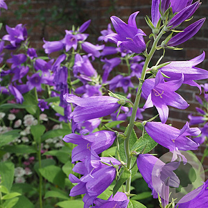 Campanula latifolia GM P9