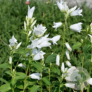 Campanula latifolia 'Alba' GM P9
