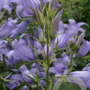 Campanula latifolia 'Gloaming' GM P9