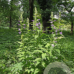 Campanula persicifolia GM P9
