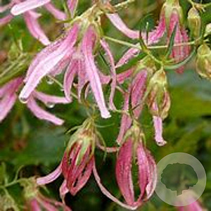Campanula 'Pink Octopus' GM P9