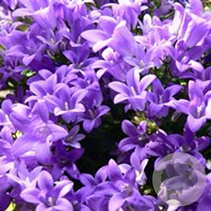 Campanula portenschlagiana GM P9