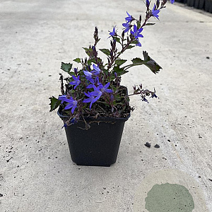 Campanula poscharskyana GM P9