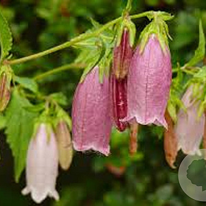 Campanula punctata GM P9