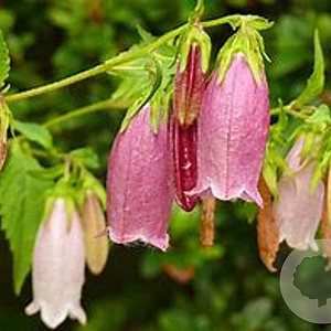Campanula punctata GM P9