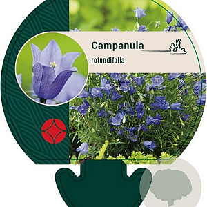 Campanula rotundifolia GM P9