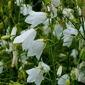 Campanula rotund. 'White Gem' GM P9
