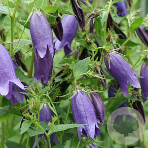 Campanula 'Sarastro' GM P9