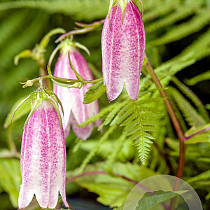 Campanula takesimana GM P9