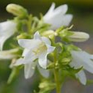 Campanula trachelium 'Alba' GM P9