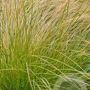Carex comans 'Bronze Form' GM P9