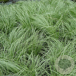 Carex comans 'Frosted Curls' GM P9