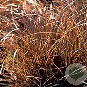 Carex comans 'Kupferflamme' GM P9
