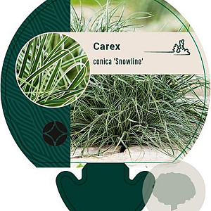 Carex conica 'Snowline' GM P9