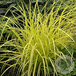 Carex elata 'Bowles Garden' GM P9