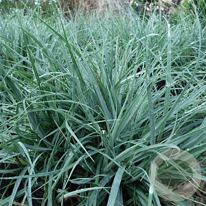 Carex flacca GM P9