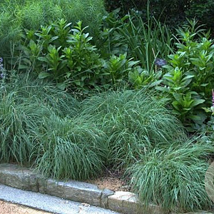 Carex flacca 'Blue Zinger' GM P9