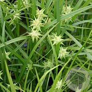 Carex grayi GM P9