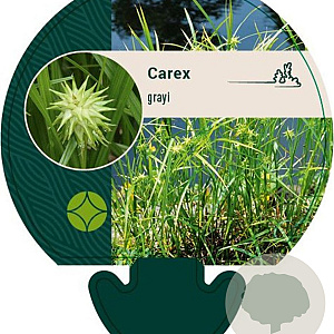 Carex grayi GM P9