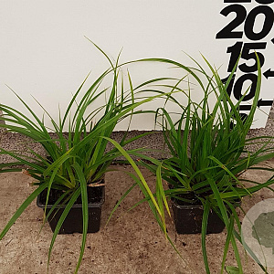 Carex morrowii GM P9