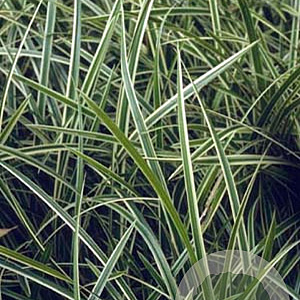 Carex morrowii 'Gilt Edge' GM P9