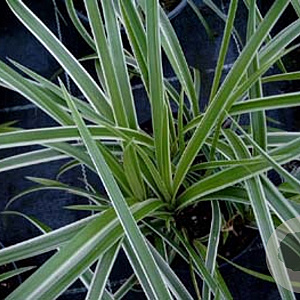 Carex morrowii 'Goldband' GM P9