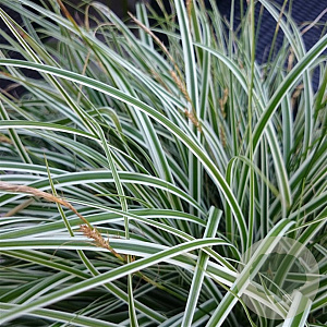 Carex oshim. Everest GM P9