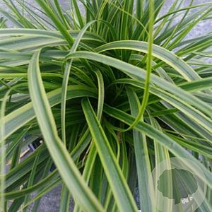 Carex oshim. 'Everlime' GM P9