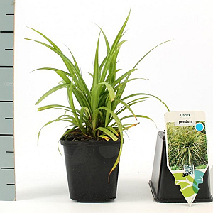 Carex pendula GM P9