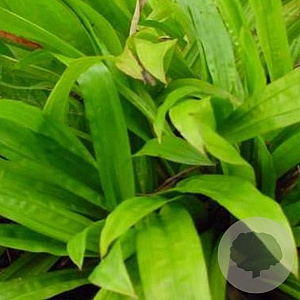 Carex plantaginea GM P9