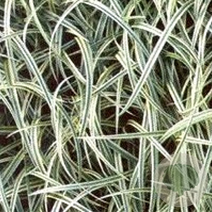 Carex 'Silver Sceptre' GM P9