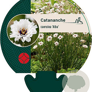 Catananche caerulea 'Alba' GM P9