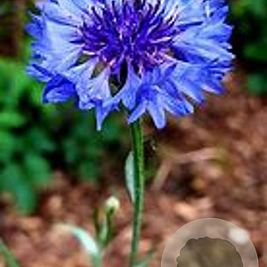 Centaurea cyanus GM P9
