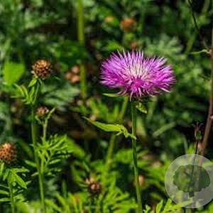 Centaurea hypoleuca 'John Coutts' GM P9