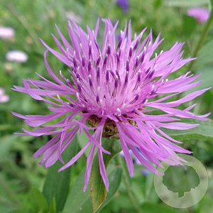 Centaurea jacea GM P9