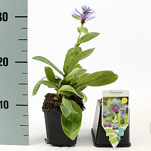 Centaurea montana GM P9