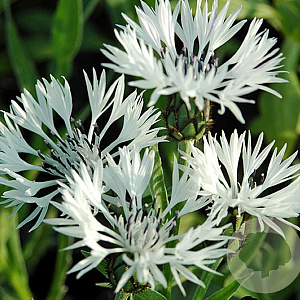 Centaurea montana 'Alba' GM P9