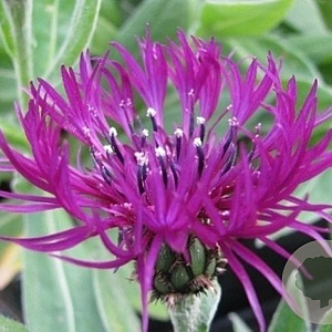 Centaurea montana 'Amethyst Dream' GM P9