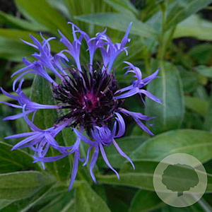 Centaurea montana 'Coerulea' GM P9