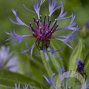 Centaurea montana 'Grandiflora' GM P9