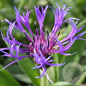 Centaurea montana 'Grandiflora' GM P9